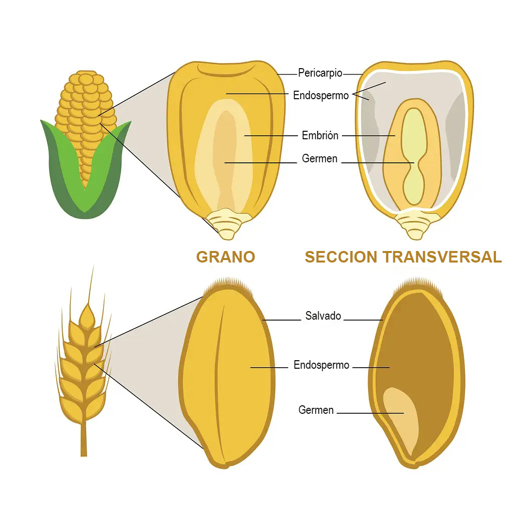 Componentes de un grano de trigo y maíz